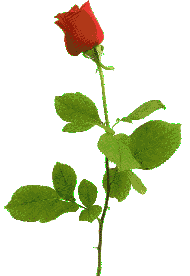 roses8.gif